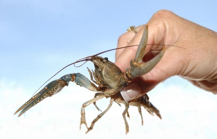 There will be plenty of the Crawdad Festival’s namesake on hand, along with shrimp and red potatoes, to wash down with a cold beer or other beverage if alcohol’s not your thing.