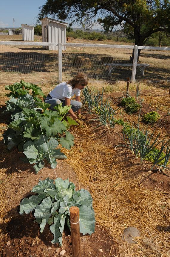 Mary Ann Brownell pulls weeds while talking about the process of gardening in both the Native American and traditional row styles at Fort Verde State Historic Park on Saturday, June 12.