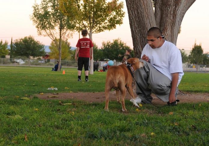 Bruno Fierro, 15, a potential participant in the Canine Advocates for Rehabilitation and Education program, practices rewarding Precious for listening to simple commands at the Cottonwood Kids Park on Monday, Nov. 1. Debby Dobson, the founder of CARE, hopes to begin the program, which pairs at-risk teens with homeless dogs for canine training, as soon as fundraising for the new program gets further along.