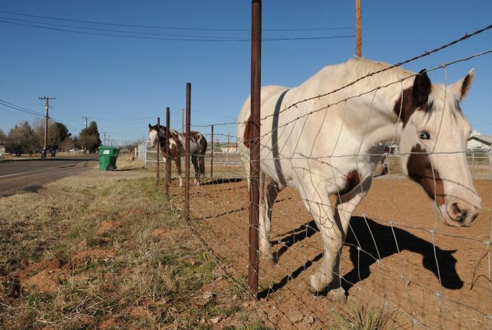 Horses meander near the fence on a Quarterhorse Lane property Friday, Jan. 21. Camp Verde’s Planning and Zoning Commission has been reviewing the town code and plans to remove specifications which go against the Western spirit of the community.