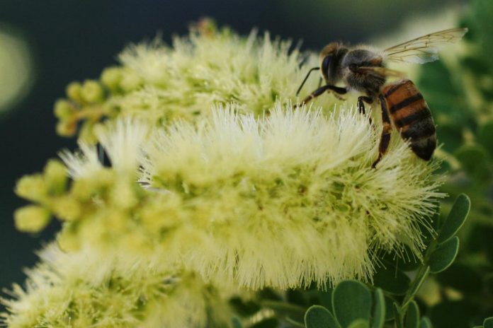 A bee gathers pollen from a velvet mesquite [Prosopis velutina] flower, from which mesquite honey is made. The velvet mesquite is one of the endangered plants along the Verde River — a vital source to many animals as well as humans.