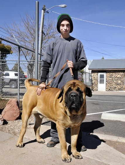 Davin Kyllingstad walks with his dog Kratos. Kyllingstad often is out and about giving one of his family’s four large mastiffs, each weighing around 200 pounds, a little bit of exercise. When Kyllingstad isn’t working or hanging out with the dogs, he’s getting his band in shape. Ideally, he said, Valley Vibrations will be on a nearby stage by this time next year.