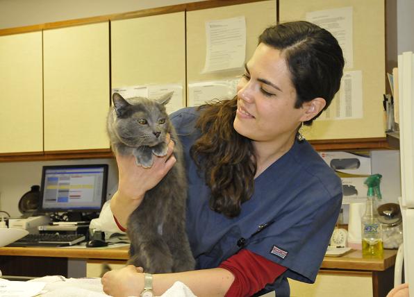 Michelle Alagna, Certified Veterinary Technician at Montezuma Veterinary Services, lets Lady Grey out for a photo after much complaining of being locked up. The cat is part of a program the clinic is working with to find homes for cats in need.