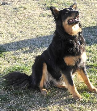 Dogs have been called man’s best friend, due to their loyalty, playfulness, and protectiveness, as well as eagerness to please, as shown by Lucky Dog, owned by Jimmy Pierce. Because of these qualities, the Camp Verde Marshal’s Office is exploring the implementation of a therapy dog program.