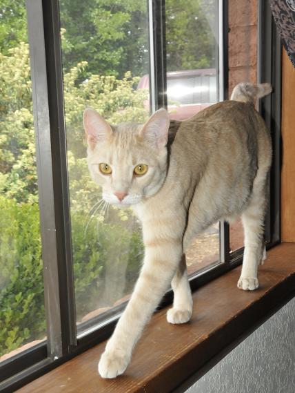 Ares, a male tabby owned by Jennifer Fechik, loves spending time gazing out the window. Camp Verde is looking at modifying the rules concerning buying and selling pets, specifically cats and dogs.