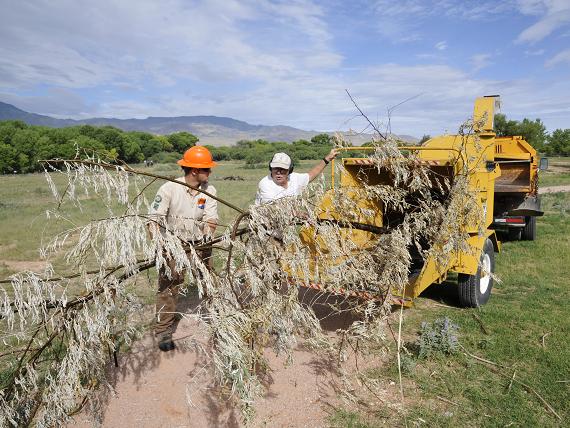 Devon Leaman feeds a Russian olive into the chipper, operated by park volunteer Bill Turner, whom the crew refer to as “Bootstrap” at Dead Horse Ranch State Park. In addition to the olive, salt cedar trees are being removed.