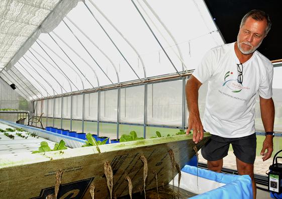 B.J. Davis lifts one of the rafts the plants grow in, showing off their root systems and the nutrient-rich water underneath.