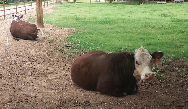 Cattle are among the animals Yavapai County leaders fear could be endangered by an increased wolf population. Livestock can become an easy source of prey for wolves, which often continue the habit instead of hunting in the wild.