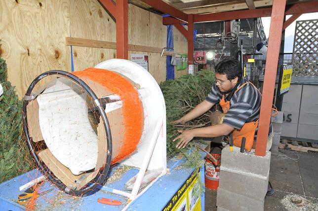 Geraldo Cauich trims the lower boughs off a Christmas tree so it can be mounted in a holder and decorated for the holidays. Though seasonal, Christmas trees are treated as any other good, and are taxed accordingly.