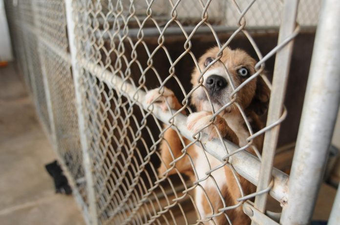 Canine Distemper has been confirmed at the Verde Valley Humane Society in Cottonwood. So far, nine dogs have been euthanized. Animal Control is handling dogs brought to VVHS while it is under quarantine.