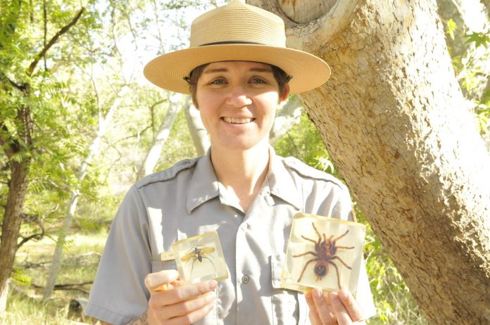 Montezuma Castle National Monument Park Guide Laura Varon-Burkhart holds displays of a tarantula, right, and a tarantula hawk, which preys on the large spider. Montezuma Well National Monument will host a BioBlitz, where volunteers ages 14 and up will collect terrestrial and aquatic creatures.