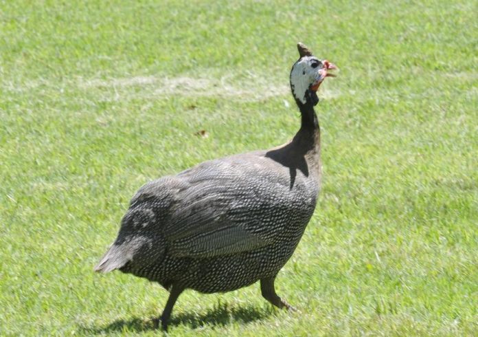 Wildlife in Arizona often comes into contact with people. Guinea fowl in Camp Verde that started out as tame quickly became wild with a growing population.