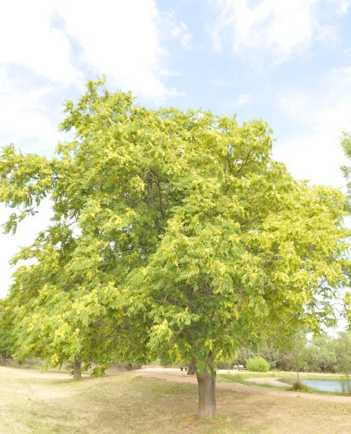 An invasive species, the tree of heaven, grows at Dead Horse Ranch State Park.