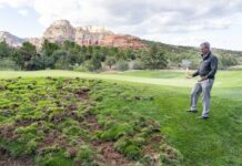 Javelina damage to Seven Canyons’ golf course goes viral