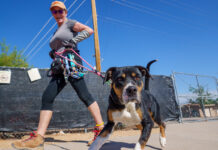 Verde Valley Humane Society seeks volunteers to walk shelter dogs