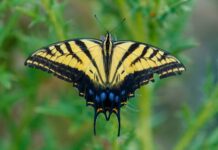 BENA Sets ‘Learn about Butterflies Day’ at Hatchery