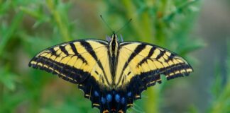 BENA Sets ‘Learn about Butterflies Day’ at Hatchery