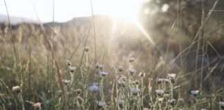 Camp Verde High School sophomore shoots for 1st place in Arizona