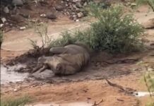 Floods close Out of Africa