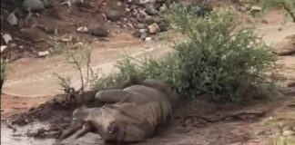 Floods close Out of Africa