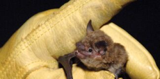 Jerome State Historic Park to host annual Bat Walk Sept. 26
