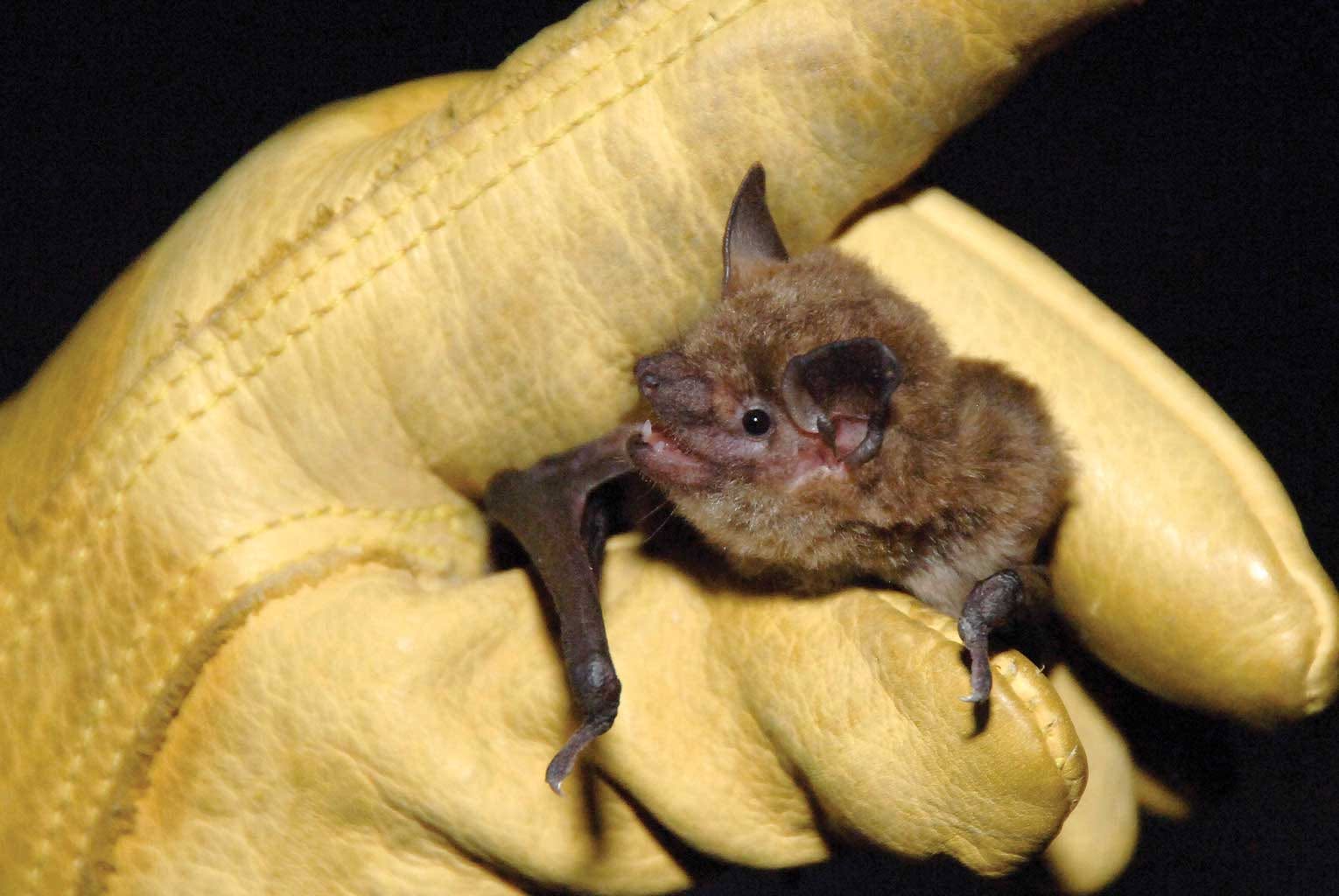 Jerome State Historic Park to host annual Bat Walk Sept. 26