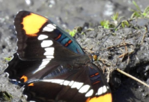 Float like a butterfly, sting like a BENA