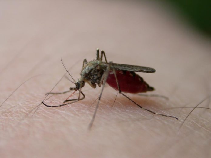 According to Yavapai County Community Health Services, West Nile virus is transmitted by mosquitoes that feed on the blood of birds infected with the virus. After mosquitoes have been infected with WNV, they may then infect humans, birds, horses and other animals by biting them in search of a blood meal.