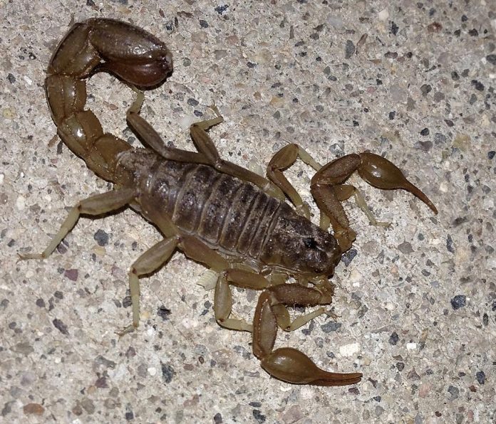 The striped-tail scorpion [Vaejovis spinigerus] is also known as the devil scorpion. Adults grow from 35 to 55 mm, while large females may be up to 70 mm. This species is one of the most common in Arizona with a range from southwestern New Mexico to California and into Mexico.