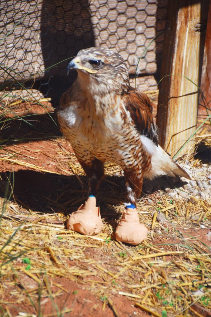 A hawk, whose injured feet require bandaging, recovers at Runnin’ W Wildlife Center in Cornville. The nonprofit facility hosts up to 200 animal intakes during the summer months, according to owner and operator Bill Harvey.