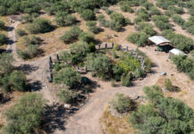 VVAC teaches ethnobotany