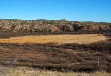 Tavasci Marsh reopens after 106-acre wildfire