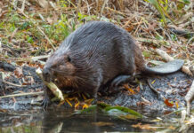 Beaver Seeker seeks seekers