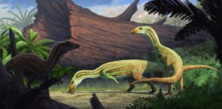 Bug-eyed and bipedal crocodile creature with a toothless beak