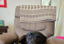 Chairy the dog seeks new home