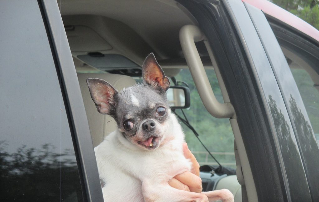 Rocky, a chihuahua, leans out the window while riding with the Animal Protectors of the Verde Valley at the 70th Annual Fort Verde Parade on Saturday, Oct. 10, 2026.
